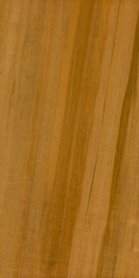 美国软枫木(银枫)-0