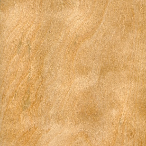 垂枝桦(欧洲白桦)-0