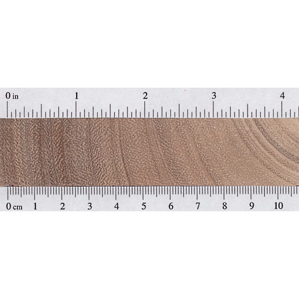 南美胡桃木(雨豆木)-0