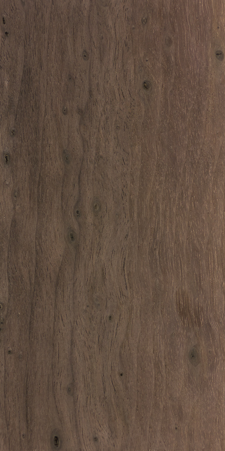 北美黑胡桃木-5