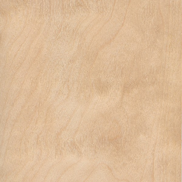 垂枝桦(欧洲白桦)-1